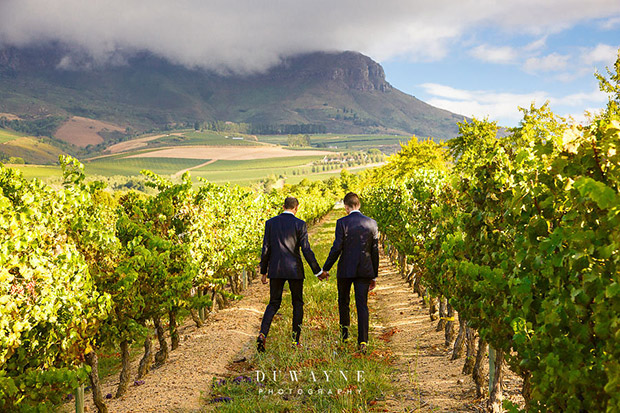 Wedding Couple walkk hand in hand through vineyards at Webersburg Wine Estate Stellenbosch